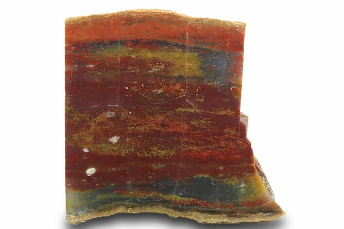 Colorful Petrified Wood Stand Up - Utah #299275